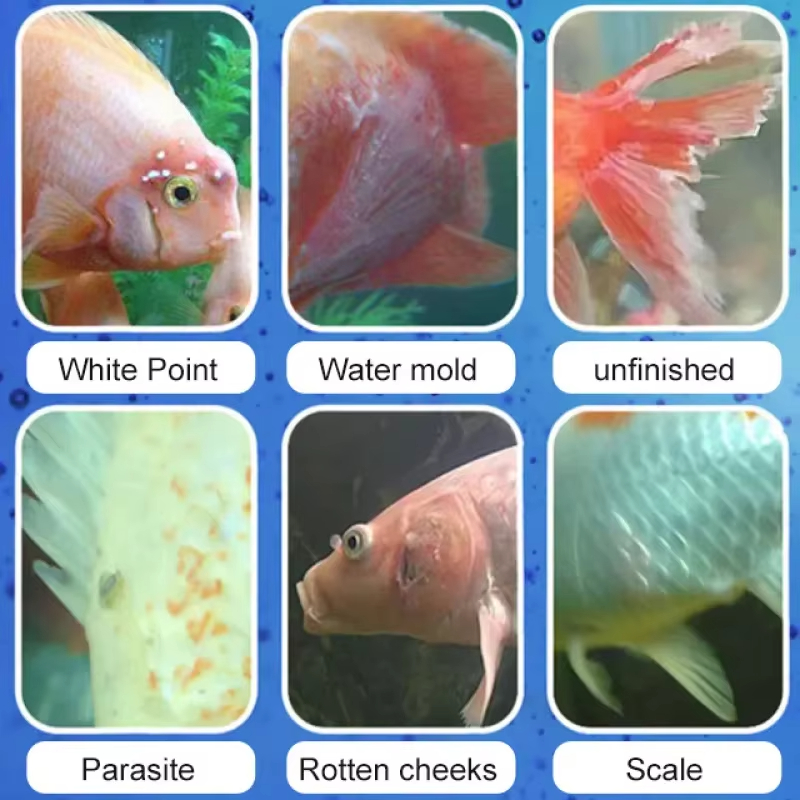 SIKEZHAN Fish Disease Treatmen - огляд і ціна Aquarium Fish Medicine
