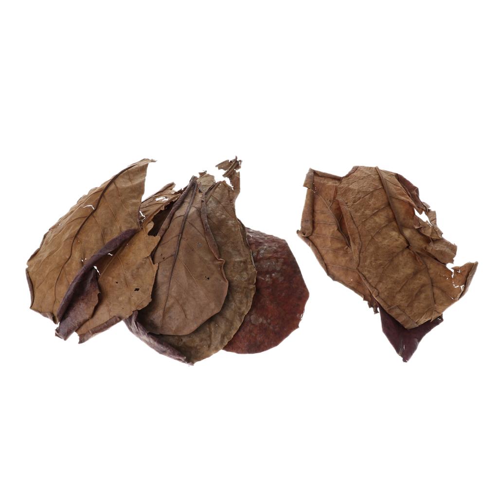 Beneficial Leaf Aquarium Filte - огляд і ціна Aquarium Fish Betta