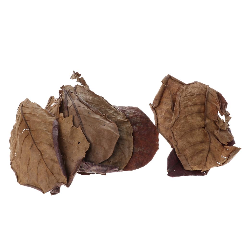 Beneficial Leaf Aquarium Filte - огляд і ціна Aquarium Fish Betta