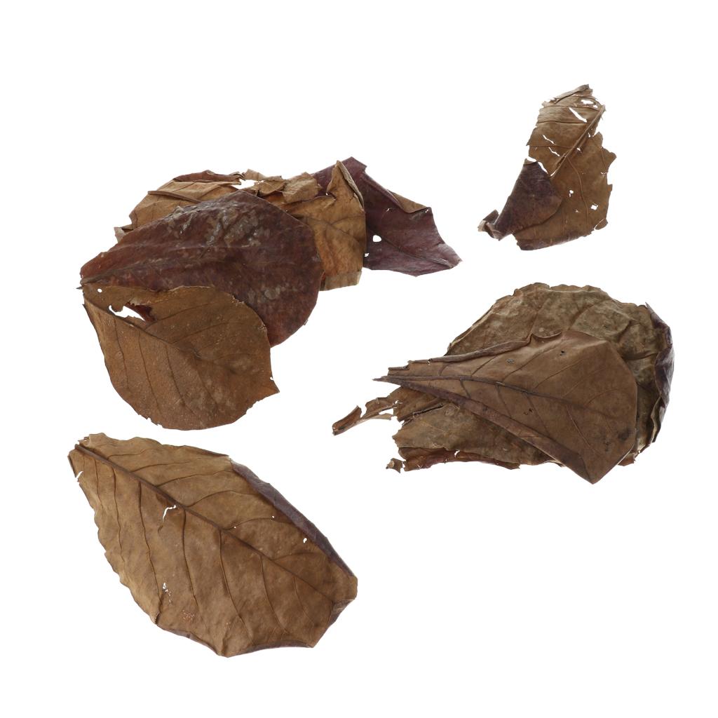 Beneficial Leaf Aquarium Filte - огляд і ціна Aquarium Fish Betta