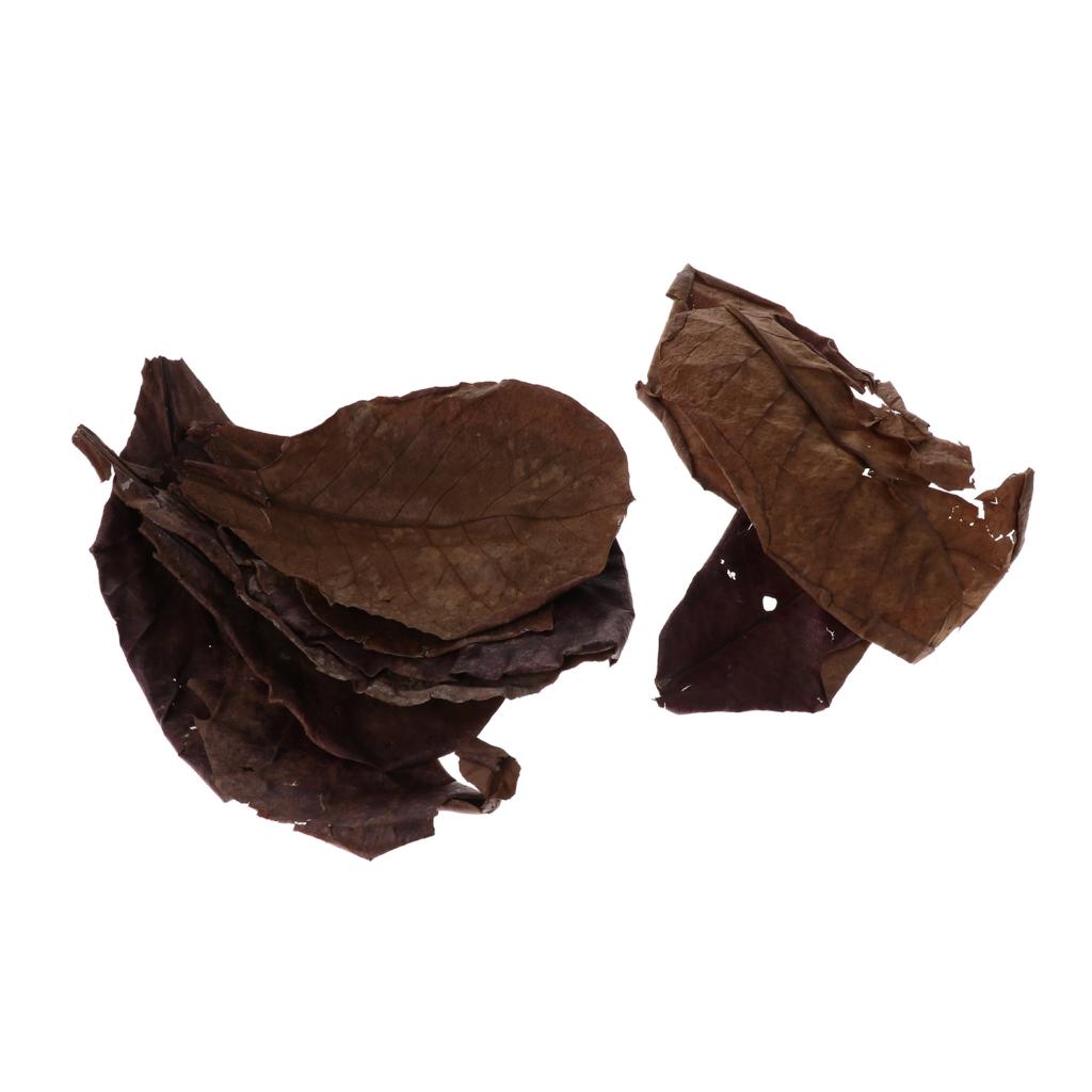 Beneficial Leaf Aquarium Filte - огляд і ціна Aquarium Fish Betta